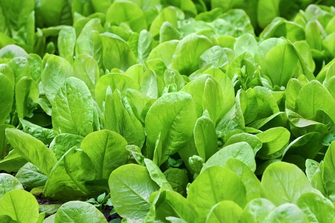 पालक – Spinach August Month Growing Vegetable In Hindi